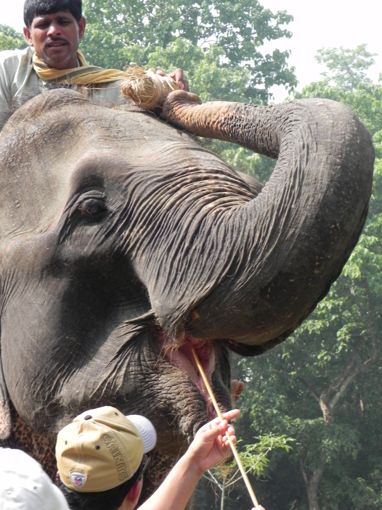 Elephant Care International’s Sauraha Elephant Health Camp