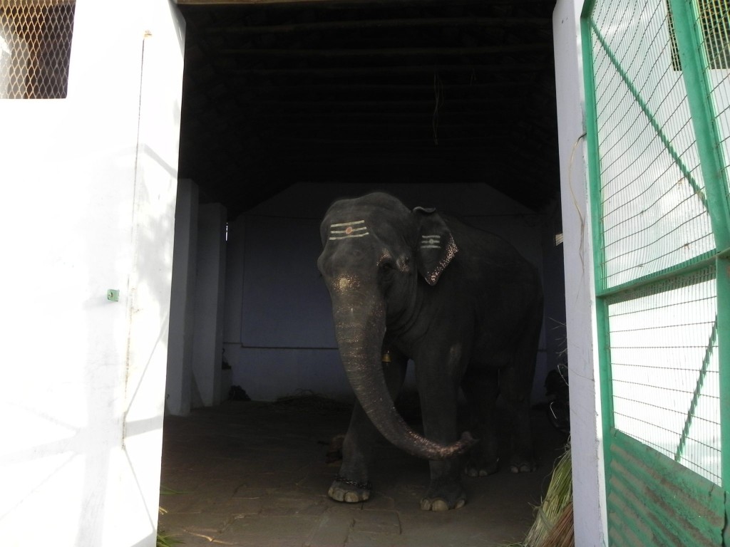 Temple elephant