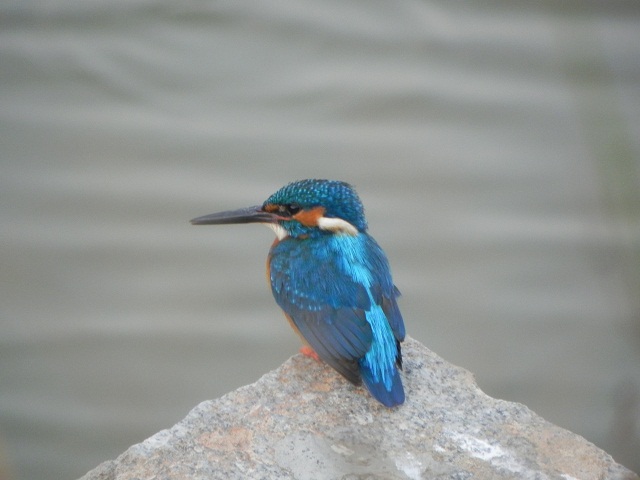 blue eared king fisher