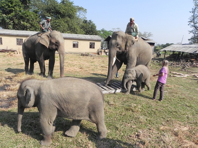 weighing eles