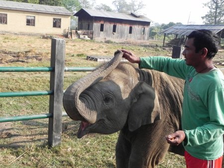 checking tongues