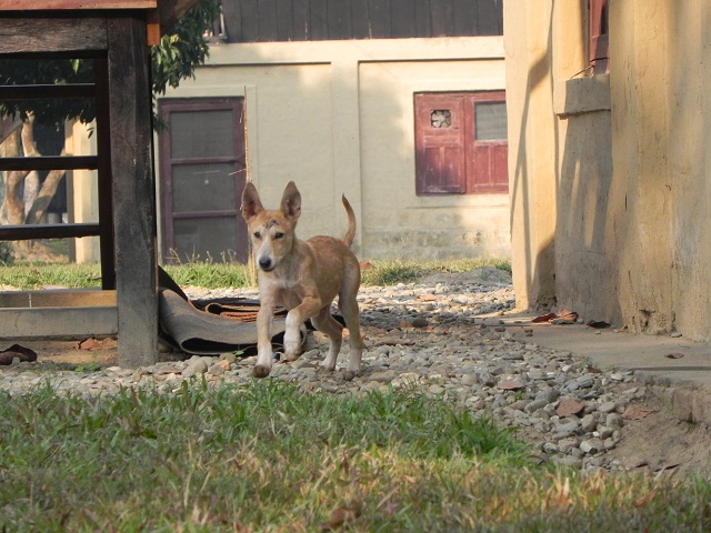 Little Girl running