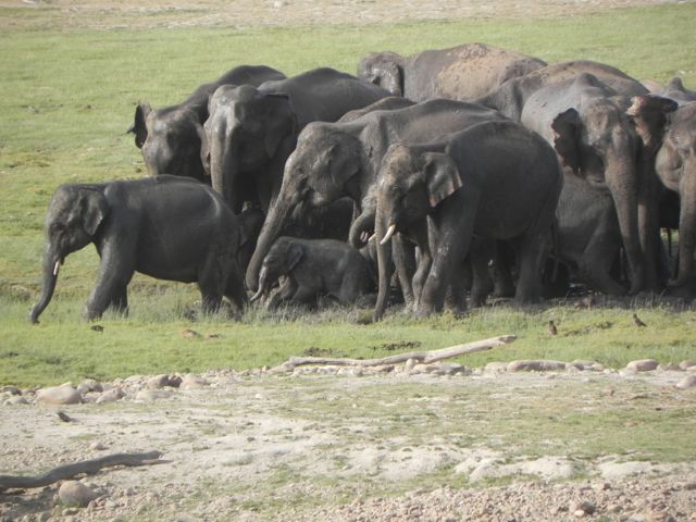 Corbett Tiger Reserve eles