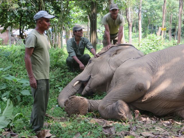 3 mahouts & ele