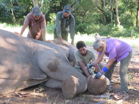 Elephant Foot Care