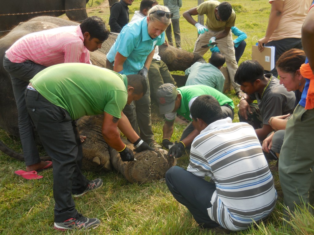 Supporting Mahouts & Their Elephants