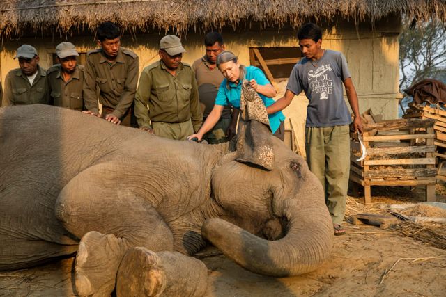 Carol Buckley with mahouts and elephant
