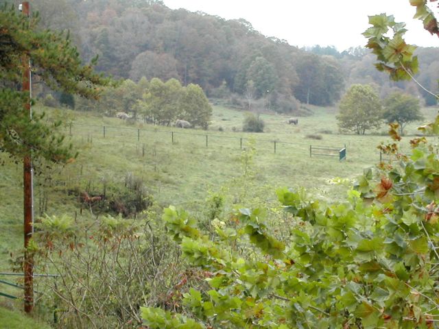 Elephant Sanctuary in Tennessee