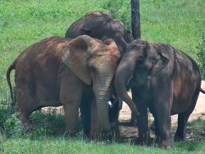 Elephant Refuge North America (ERNA)