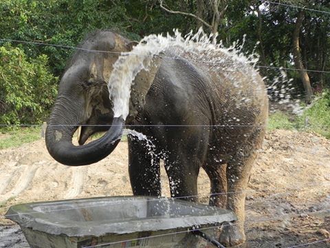 ele squirting water