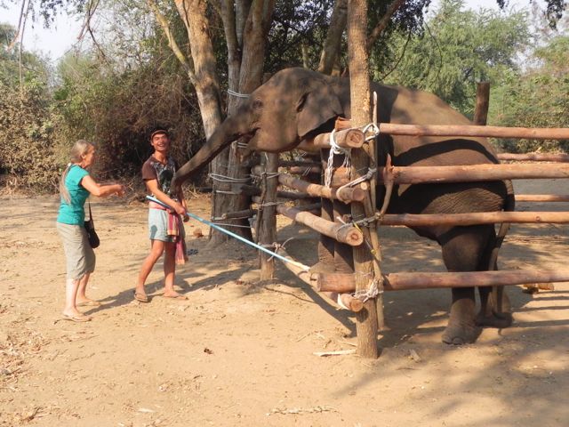 Mahout Education / CEC Elephant Training Program