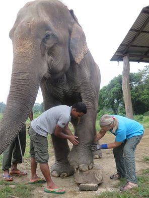 Mahout & Carol position ele's foot