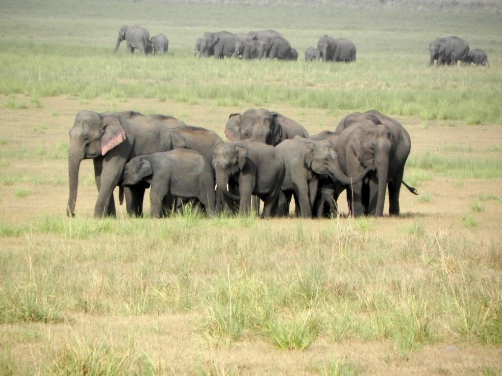 Elephants are more than a ride for your entertainment