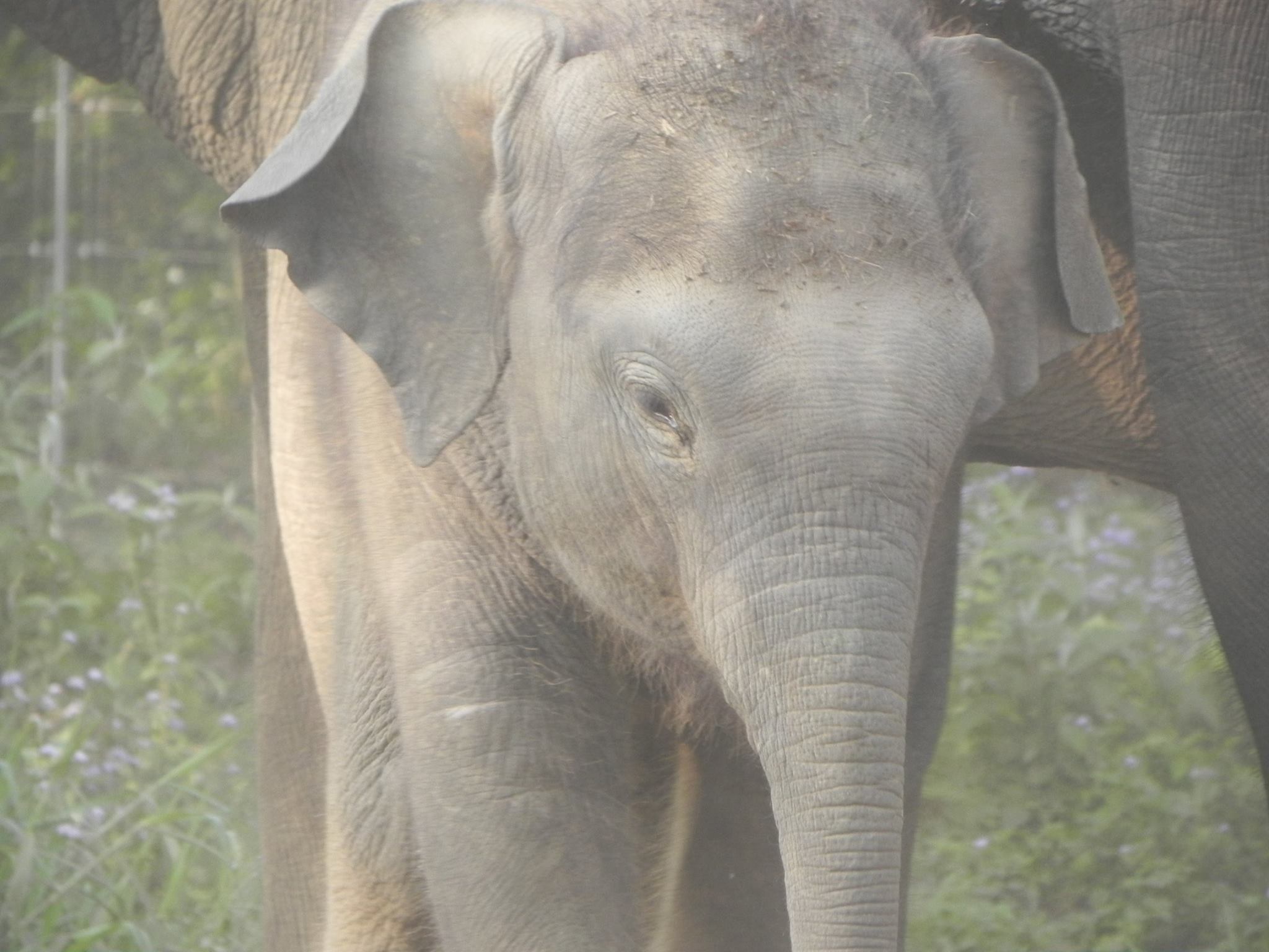 baby elephant