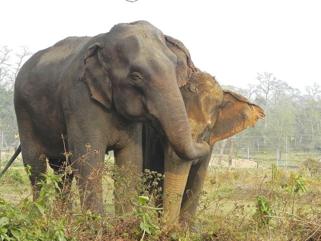 sundar kali & oma kali