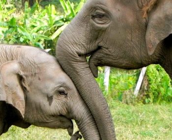 elephant sanctuary in the u.s.