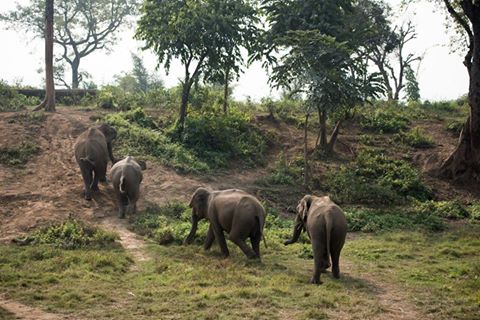 elephants at tiger tops