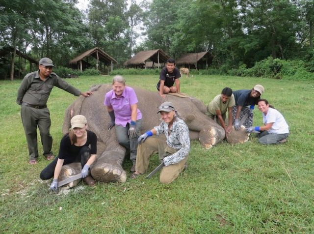 elephant foot care