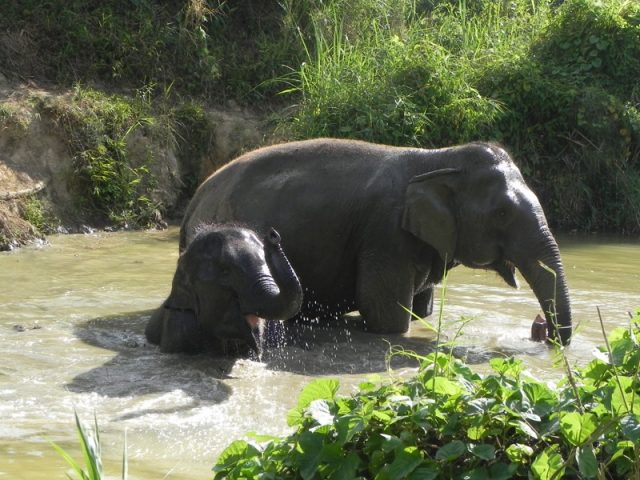 elephants bathing