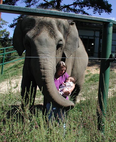 elephant tarra and brooke