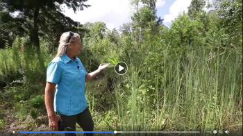 Carol Buckley explains how ERNA is tailor-made for elephants.