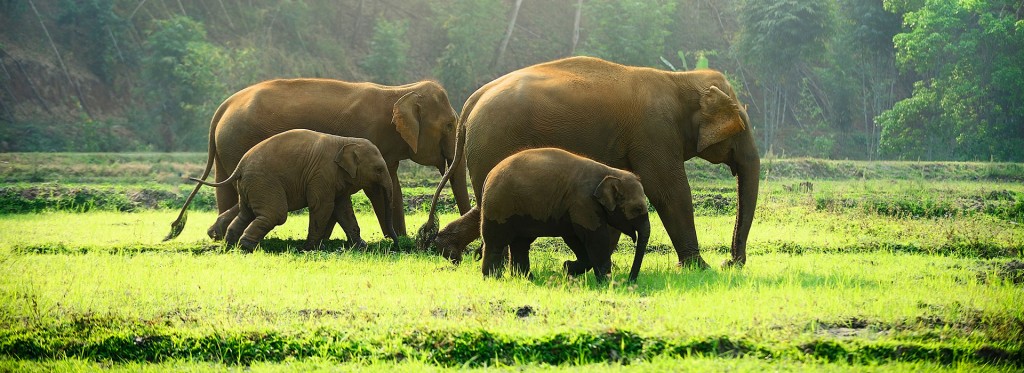 elephants walking