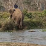 elephant exiting river