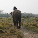 mahout riding elephant in asia