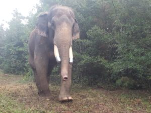 Bo the elephant having fun racing