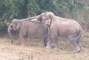 Bo the elephant gently touches Tarra's ear