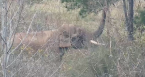 Bo the elephant eating