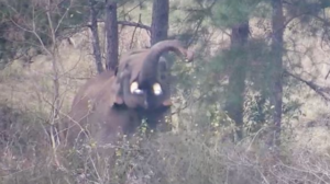 Bo the elephant finds a tasty snack