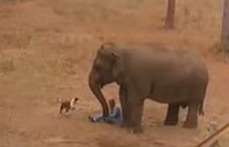 Tarra uses Carol Buckley's hand to pet Mala the dog