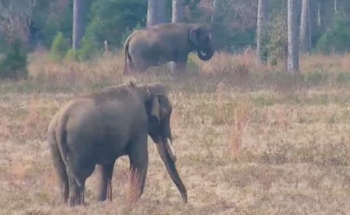 Tarra and Bo grazing - dance step 1