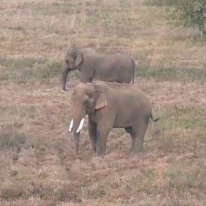 Bo and Tarra the elephants grazing together