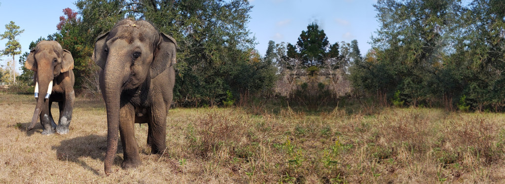elephants Tarra and Bo in the habitat at ERNA