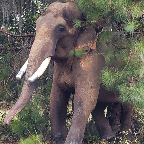 Scratching with delight