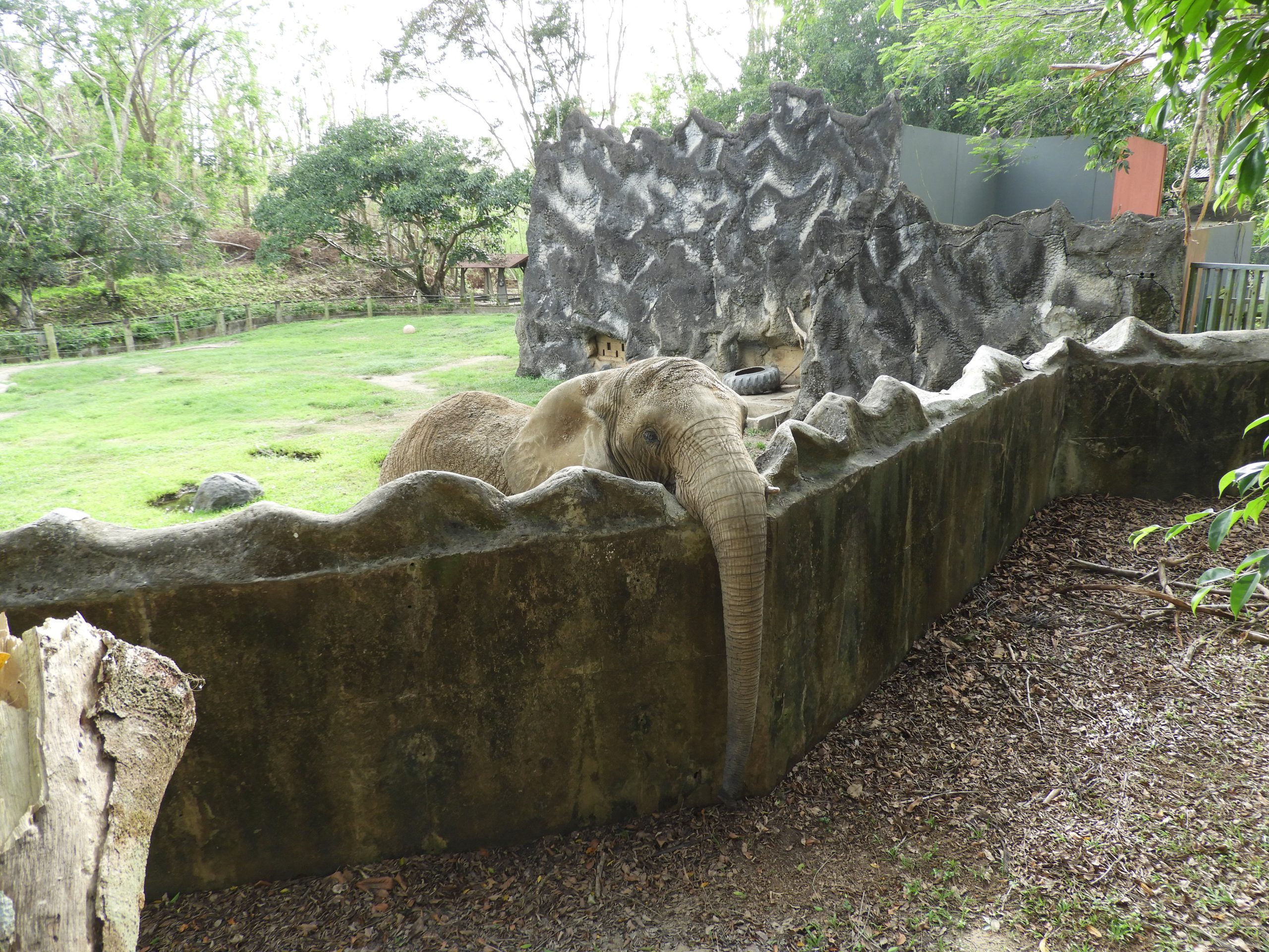 African and Asian elephant cohabitation