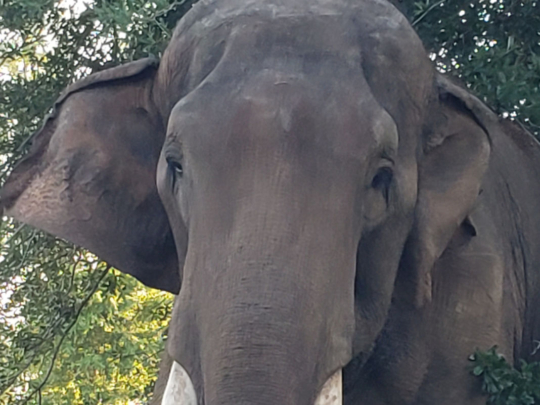 Bo Close Up3