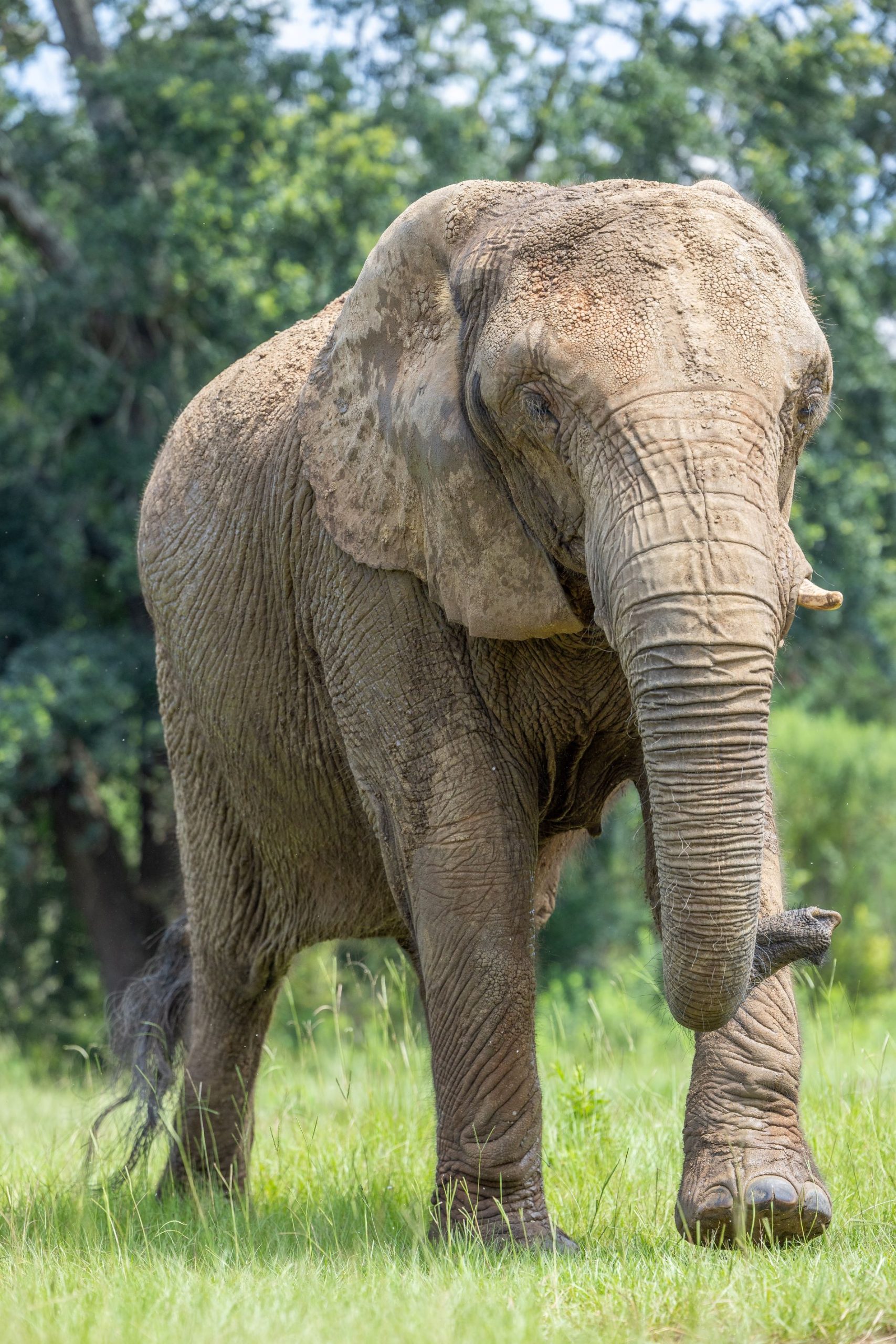 elephantaid-55 web