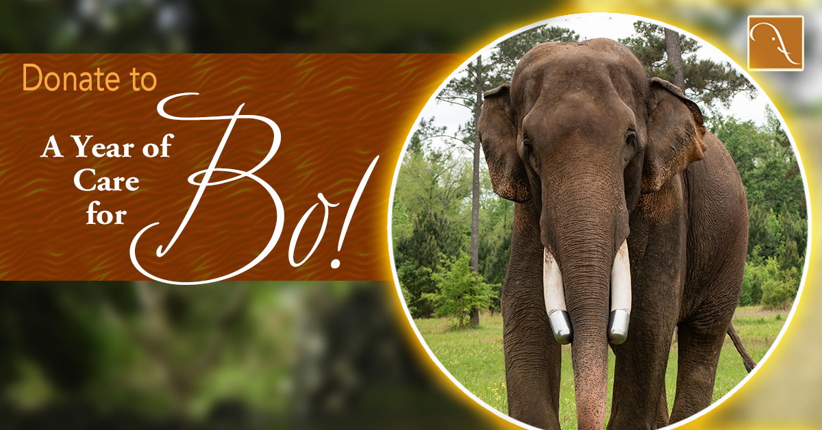 Bo-Year-of-Care-Social