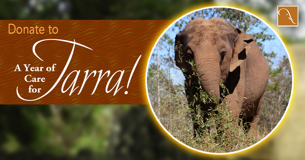 Tarra-Year-of-Care-Social