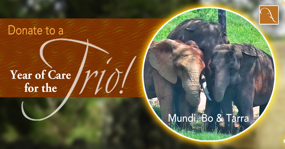 Trio-Year-of-Care-Social