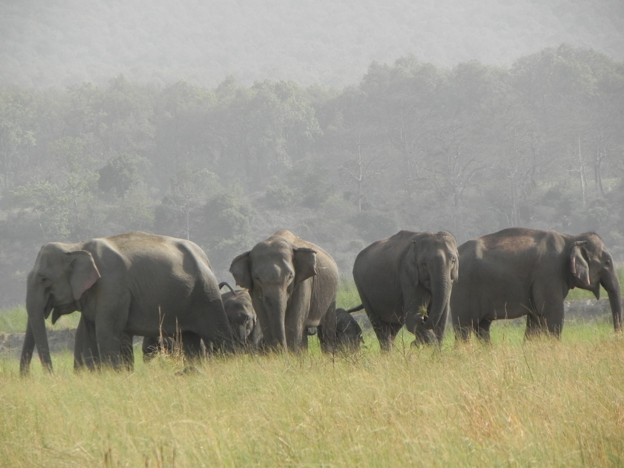 A Critical Look at Thailand’s Recently Announced Plan for Wild Elephant Management
