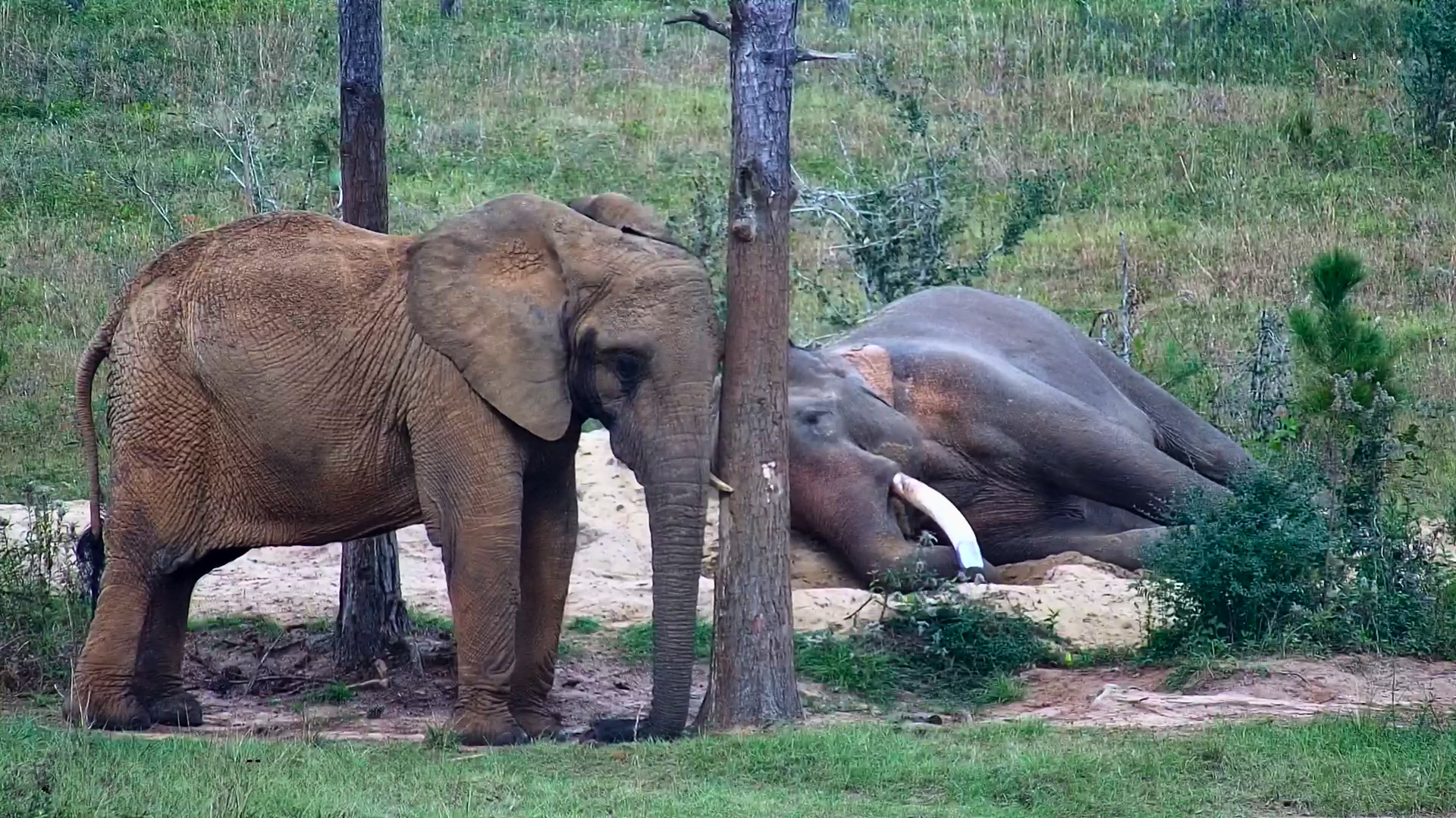 Mundi and Bo Napping