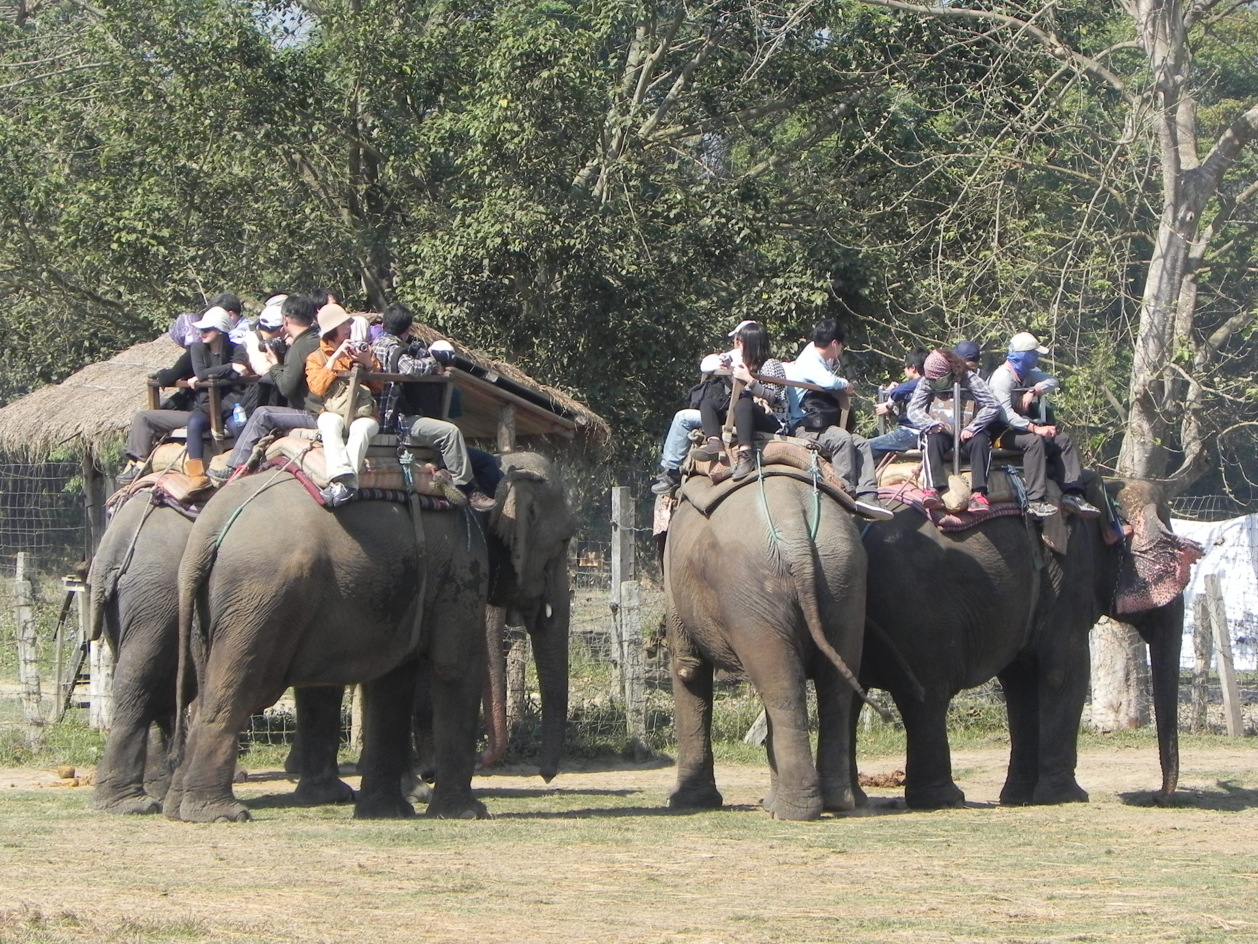The Truth About Riding Elephants in Asia